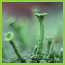 Calcium, Vitamin D3, Magnesium, Vitamin C, Zinc, Magnesium, Vitamin K2, Manganese, Potassium, Boron