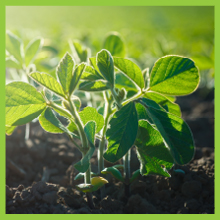 Naturelo, Bone Strength, whole food, multivitamin, Calcium, Vitamin D3, Magnesium, Vitamin C, Zinc